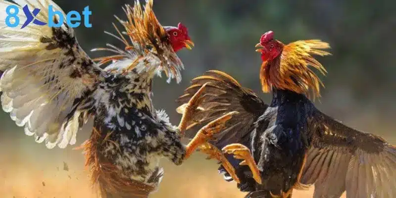 Cần nắm rõ luật đá gà trực tiếp để có phương án cá cược thích hợp